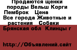 Продаются щенки породы Вельш Корги Пемброк › Цена ­ 40 000 - Все города Животные и растения » Собаки   . Брянская обл.,Клинцы г.